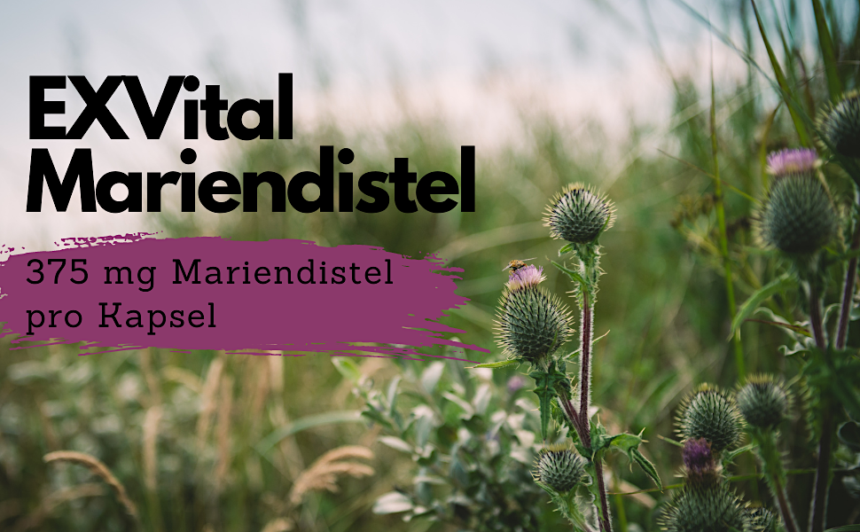 C1_Mariendistel_Kapseln
