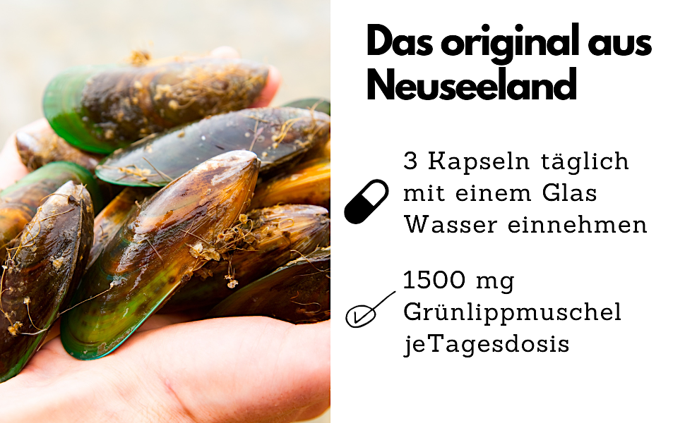 C3_Gruenlippmuschel