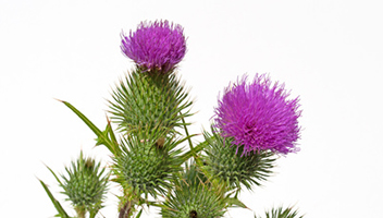Mariendistel5a32841d31503